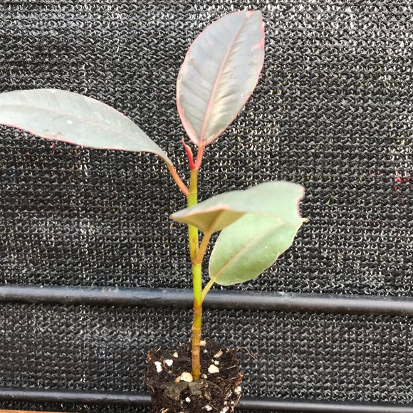 Ficus Elastica Ruby
